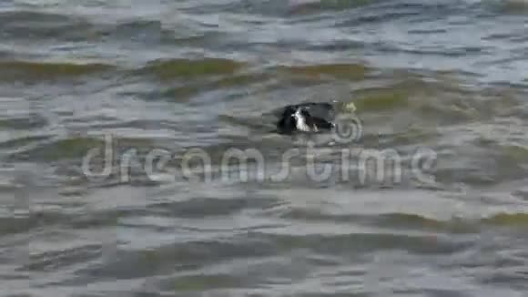 从海中钻出的山狗钓竿视频的预览图