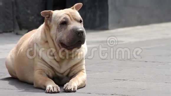墨西哥城墨西哥2014年7月老胖的皮布尔狗在人行道上休息视频的预览图