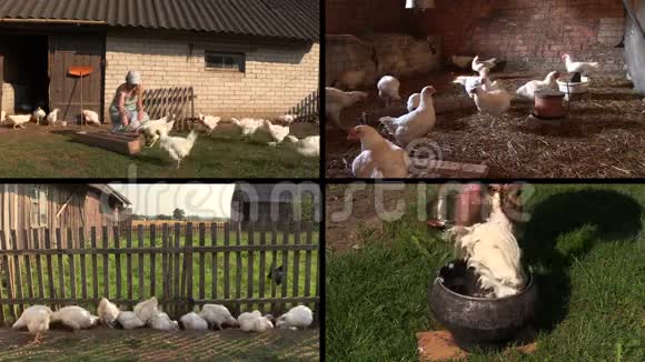 农夫喂肉鸡和拔羽毛视频剪辑拼贴视频的预览图