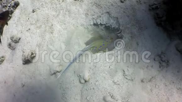 蓝斑黄貂鱼钻入海底的沙子红海视频的预览图