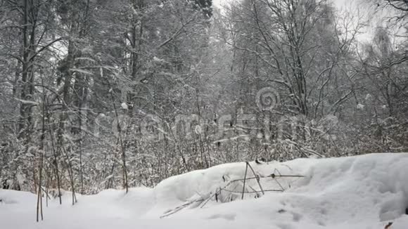 冬天的森林雪地里的树视频的预览图