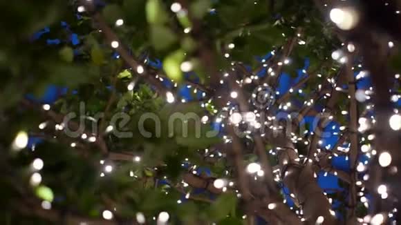 城市树木装饰着圣诞灯市夜灯度假蓝色神奇的圣诞节和新年装饰视频的预览图