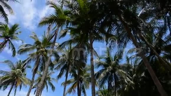 晴天的棕榈树顶视频的预览图