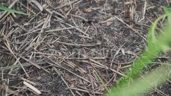 森林中的团队合作概念蚁丘森林里草地上有蚂蚁的生活方式的大蚁丘视频的预览图