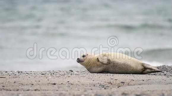 北海岸的灰色海豹哈利科乌斯格里普斯视频的预览图