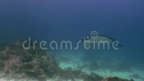 巨人曼塔斯雷在蓝海中游泳寻找食物视频的预览图
