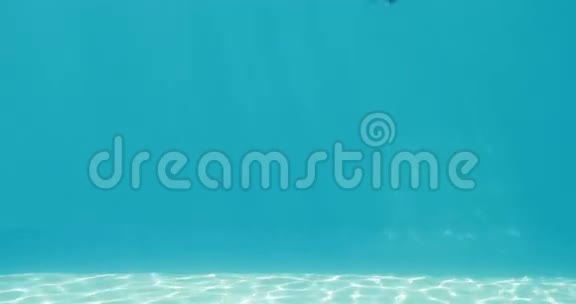 快乐的金发女郎穿着浮潜和海星跳进游泳池视频的预览图