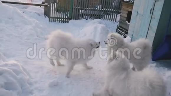 狗在雪地里互相玩耍视频的预览图