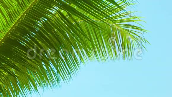 一阵微风吹拂着天空背景上的棕榈叶泰国视频的预览图
