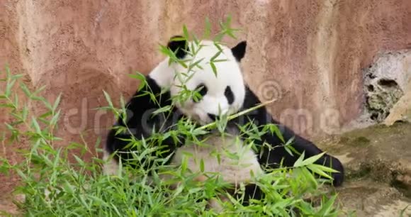 大熊猫在动物园吃竹子视频的预览图