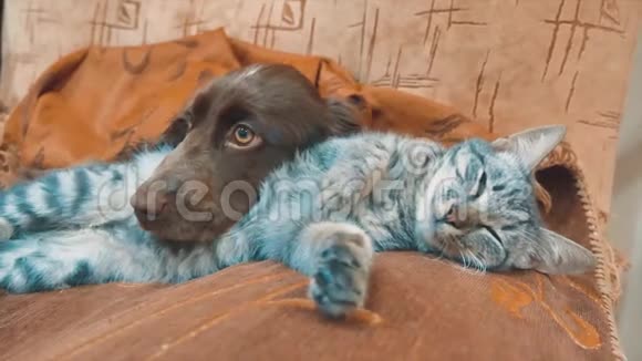 猫和狗是生活方式睡在一起的有趣视频猫和狗在室内的友谊宠物友谊和爱猫视频的预览图