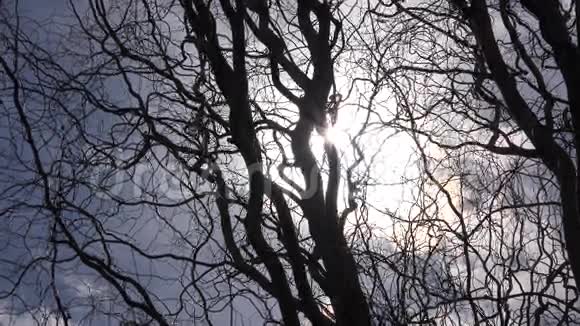 树木干枯枝背景对太阳射线4K超高清超高清视频的预览图
