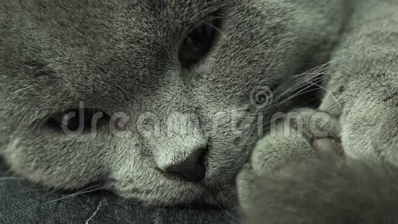 美丽的苏格兰折叠灰猫特写4K超高清超高清视频的预览图