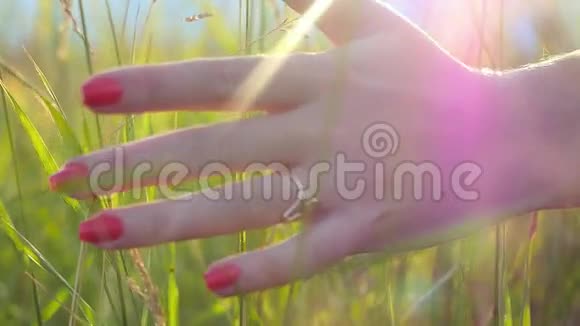 女人的手用阳光抚摸金色的草地视频的预览图