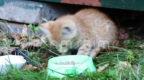 小红猫吃碗里的食物视频的预览图