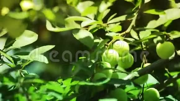 树上挂着鲜绿的梅果视频的预览图