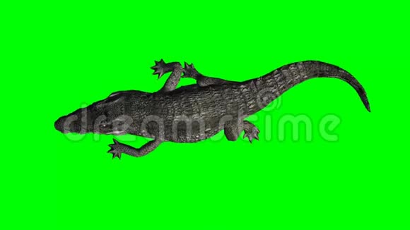 鳄鱼步行顶部景观绿色屏幕视频的预览图