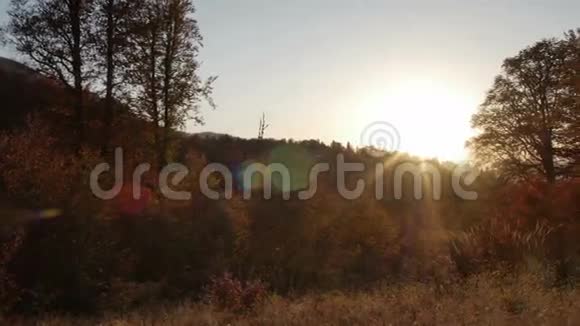 秋天的森林中日落有美丽的耀斑视频的预览图