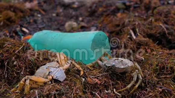 沙滩上的海藻中的塑料瓶死蟹和其他碎片视频的预览图