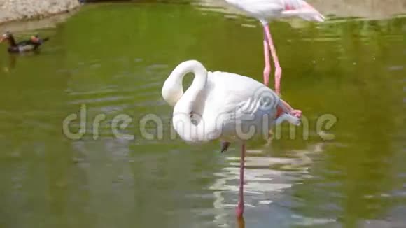 池塘里的白色长腿火烈鸟视频的预览图