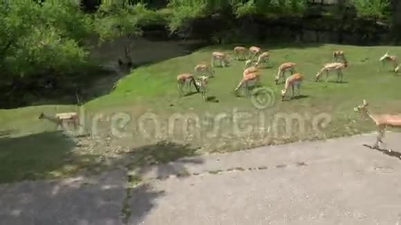鹿科哺乳动物动物园动物野生动物视频的预览图