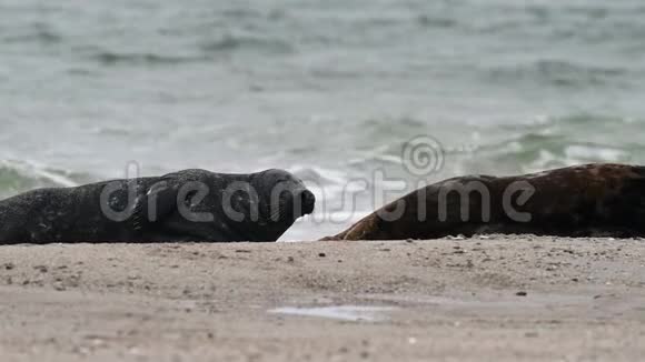 北海岸的灰色海豹哈利科乌斯格里普斯视频的预览图