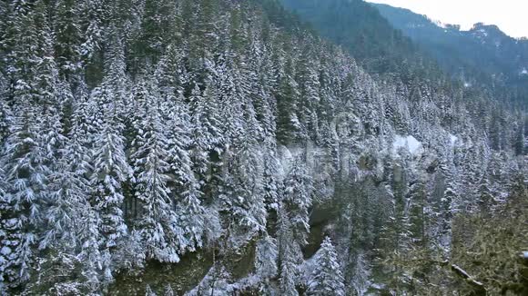 美丽的俄勒冈山上雪覆盖的常青树沿着徒步旅行全景10880p视频的预览图