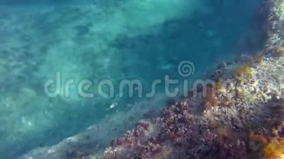 地中海海底的海视频的预览图
