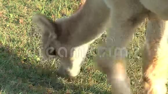 加拿大的羊驼在农场吃草视频的预览图