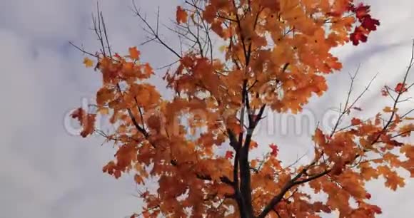 天空背景上鲜艳的黄秋枫视频的预览图