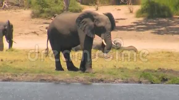 晴天的非洲大象在河边视频的预览图