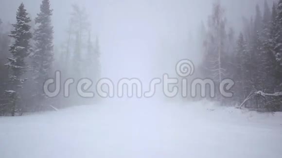 在偏远地区暴风雪中的松树视频的预览图