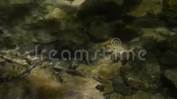 浅浅的溪流晴天水流视频的预览图