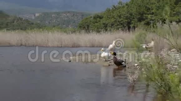 一群五颜六色的鸭子在水边和群山的背景下视频的预览图