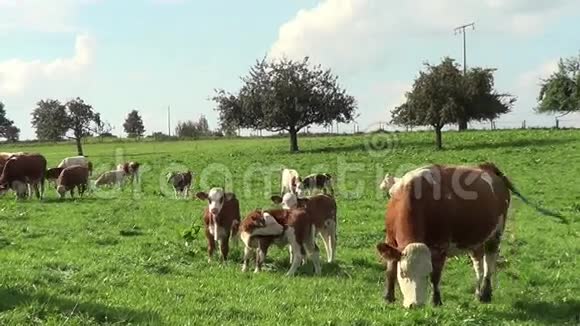 妈妈和小牛在草地上快乐的奶牛在绿色的风景中自由奔跑视频的预览图