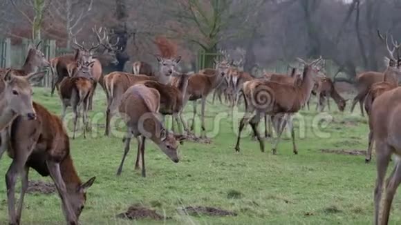 红鹿的画像红鹿是最大的鹿种之一视频的预览图