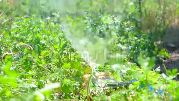 草坪洒水器在绿色的夏天泼水视频的预览图