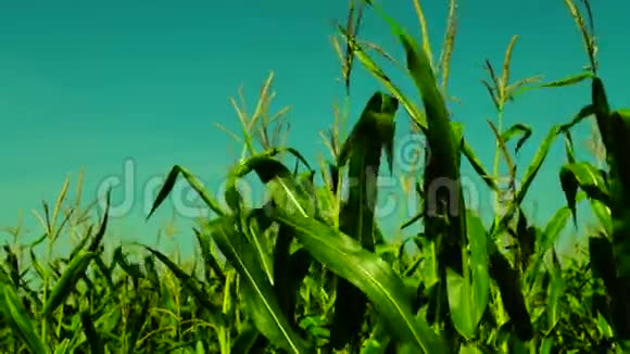 在阳光明媚的日子里一片生机勃勃的玉米地迎风飘扬视频的预览图