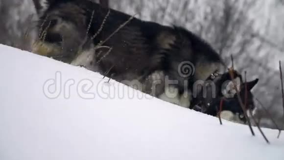 哈士奇在冬天的森林里玩慢动作视频的预览图