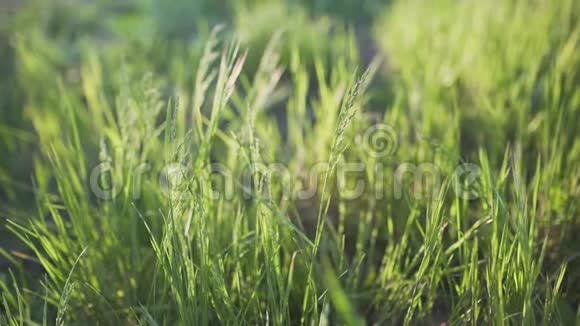 日落时田野上的4k绿草视频的预览图