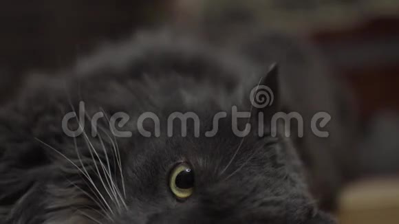 非常漂亮的灰色英国猫躺在它的侧面视频的预览图
