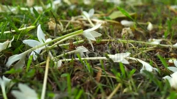 白花落在草地上的视频做一条天然漂亮的地毯视频的预览图