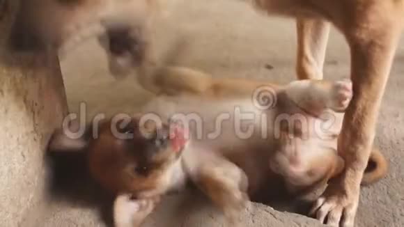 小狗和小狗在人行道上玩耍视频的预览图