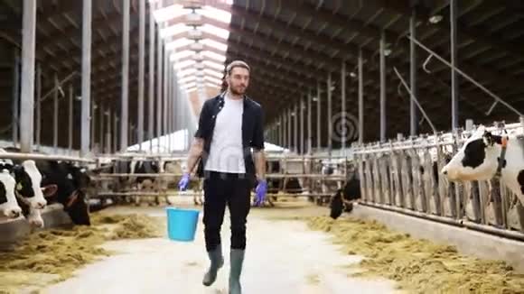 奶牛和人带着一桶干草在农场散步视频的预览图