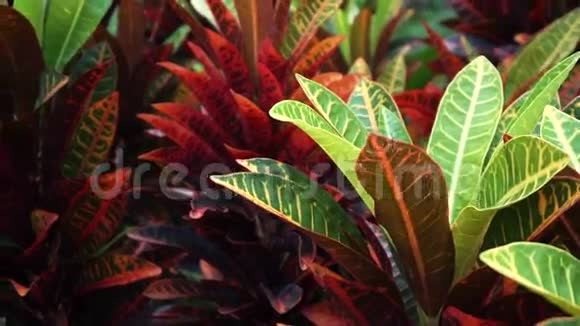 热带植物红绿叶视频的预览图