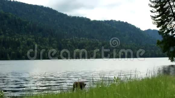阿尔泰共和国特莱茨科耶湖景观视频的预览图