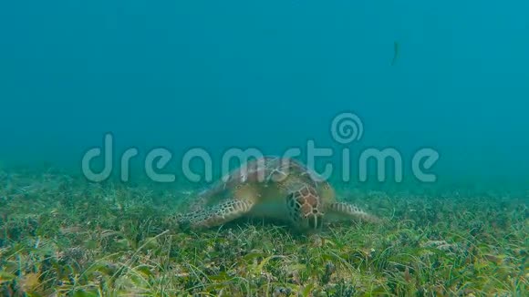 绿海龟吃草视频的预览图