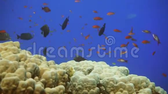 热带珊瑚礁上的海洋生物天使鱼和玻璃鱼学校视频的预览图