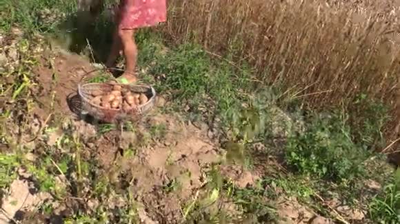 乡下女人用铲子挖土豆花园蔬菜收获视频的预览图