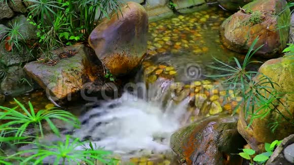 花园里的热带小瀑布视频的预览图
